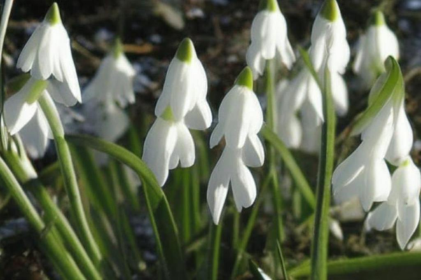 «весь день настал — вдруг весь он сразу вспыхнул...»