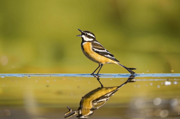 Чурлю-Журль