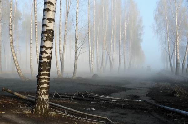 «Туман весенний стелется. Над лесом...»