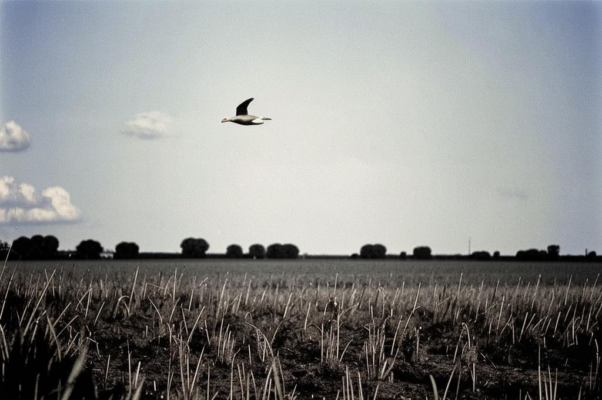 «В полете есть не только устремленье...»