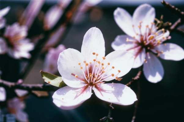 «Горький миндаль цветет...»