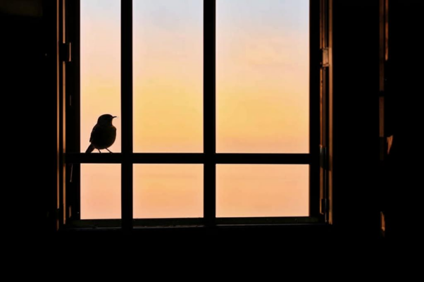 «Предутренняя болтовня дроздов...»