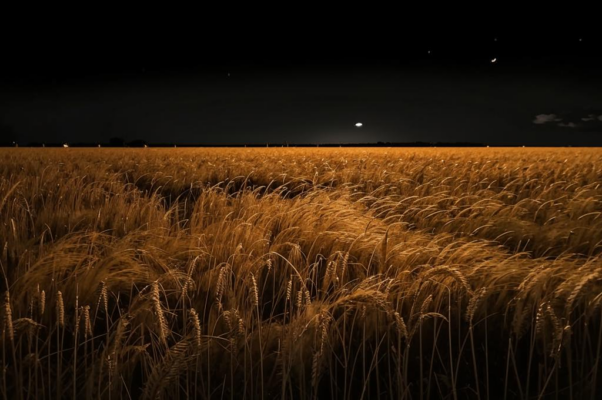 «Снова ночь и снова сердце плачет...»