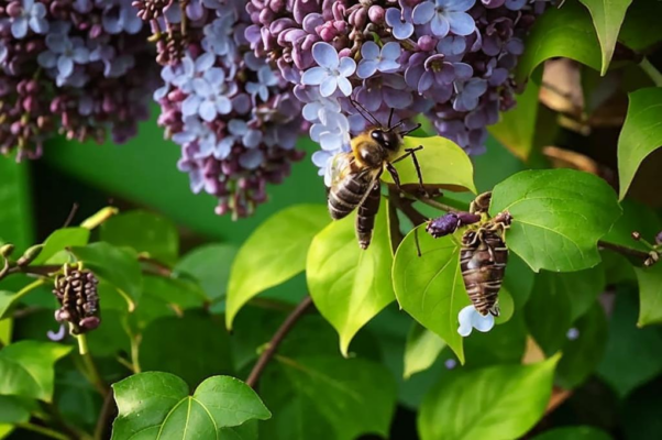 «Уже пчела жужжит над виноградом...»