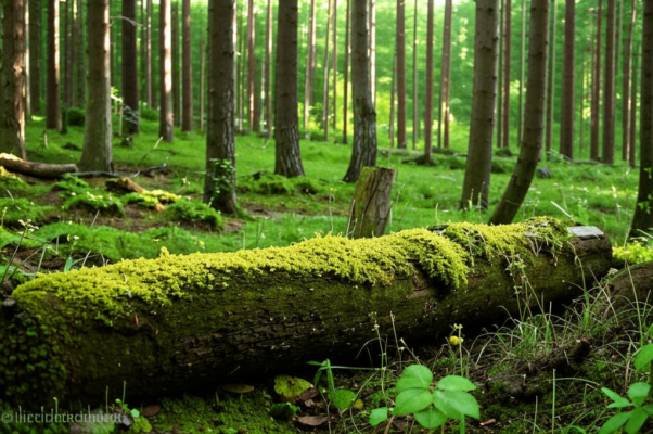 В лесу («Июльский полдень зноен, что костер…»)