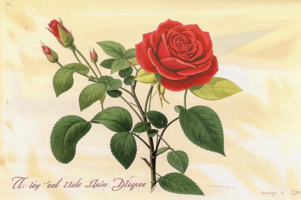 Сонет о розовом кусте