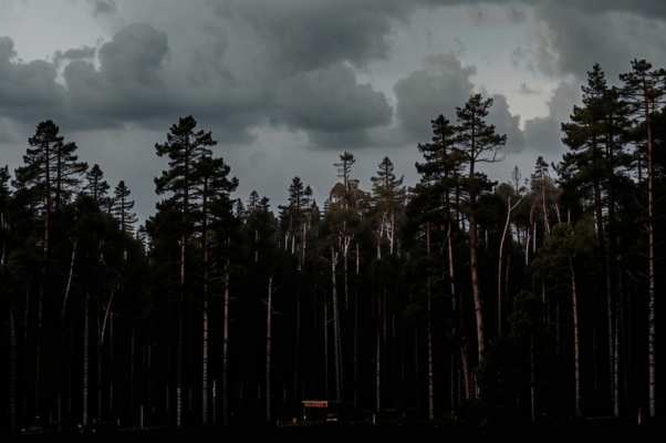 Сосны («Сосна вслед за сосной, вступая в хор, звучит…»)