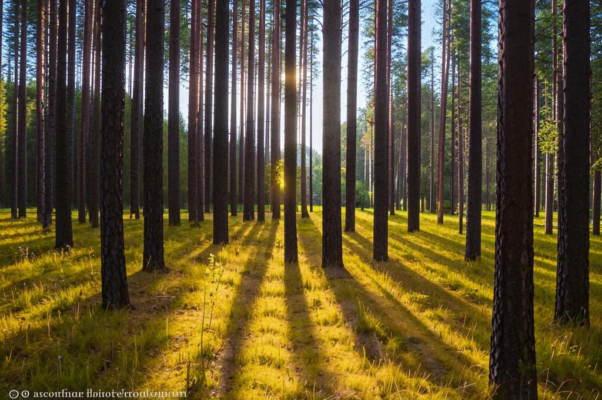 «В златотканные дни сентября...»