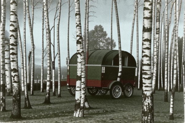 «Городские, предбольничные березы...»