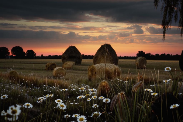 «Луговые потемки, омежки, стога...»