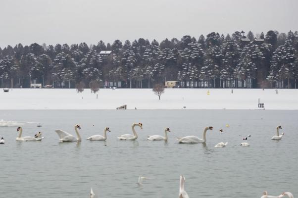 «Мы свое отбаяли до срока ...»
