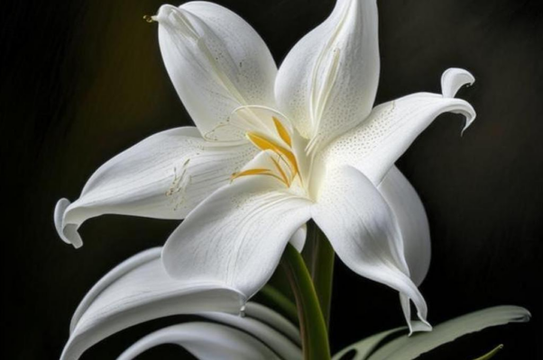 «Теперь бы Казбек-коврига...»