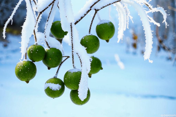 Моему другу Анатолию Яру