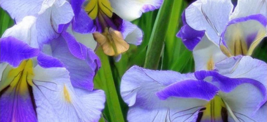 Портретная галерея «Сатирикона»