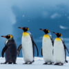 Пингвины