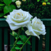 «Белые розы цветут средь зелени темной ограды...»