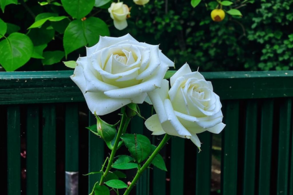 «Белые розы цветут средь зелени темной ограды...»