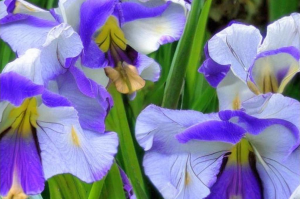 (Куплеты Весельева)