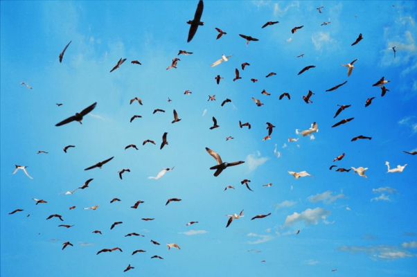 «О, Боже мой, какая синева!..»