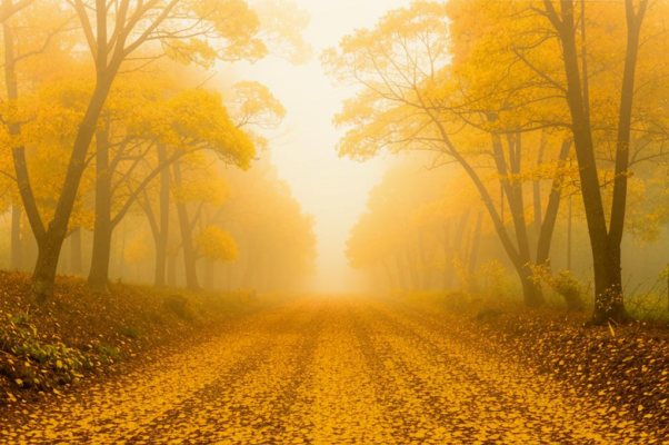 Листья («Е. Ю. Рап…»)