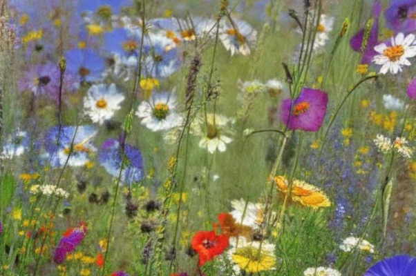 Церковь Покрова на Нерли