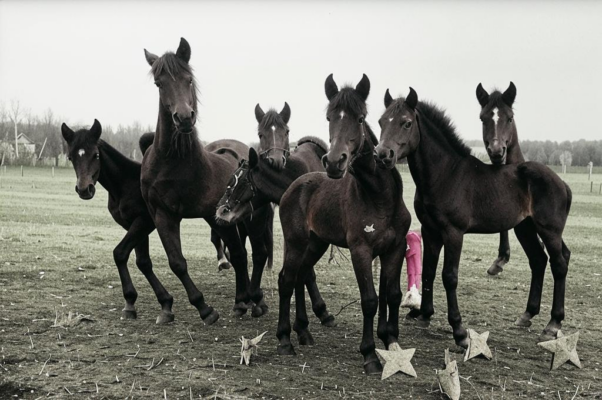 «Каурые, замызганные кони...»