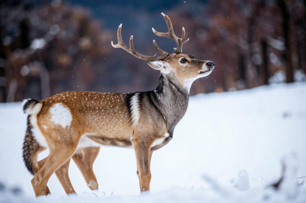 «Затравила оленя охота...»