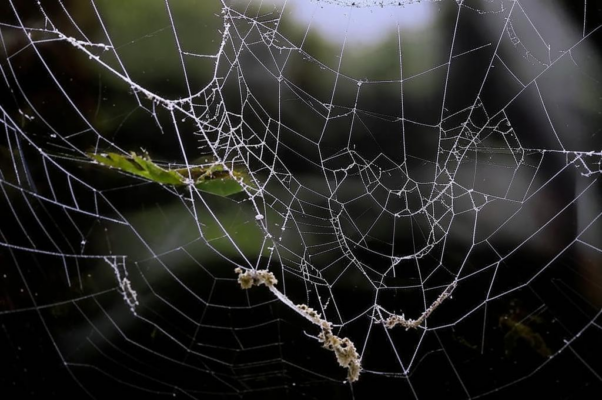 «Здесь на земле, в долинах низких...»
