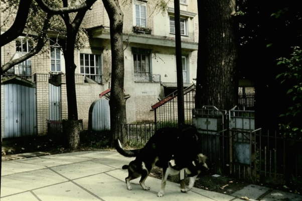 Последняя надежда