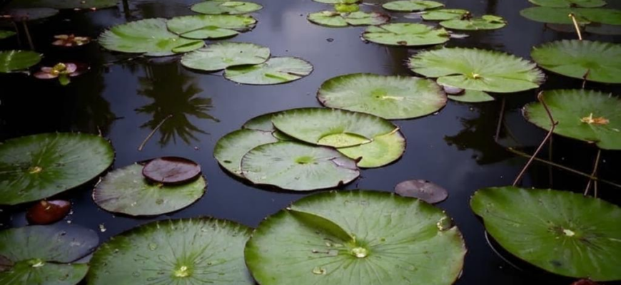 «Над водою спят кувшинки...»