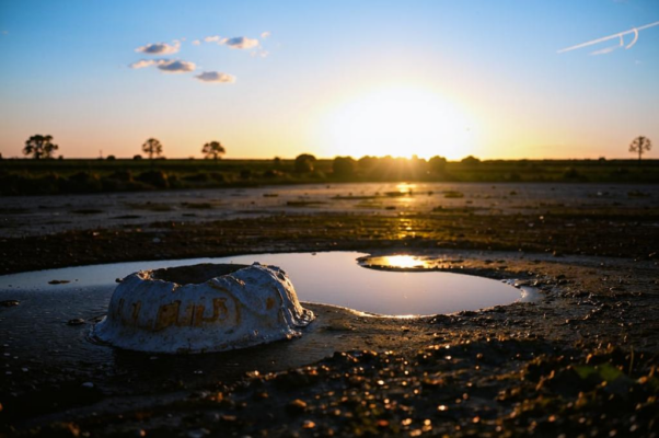Памятник («уткнувши голову в лохан…»)