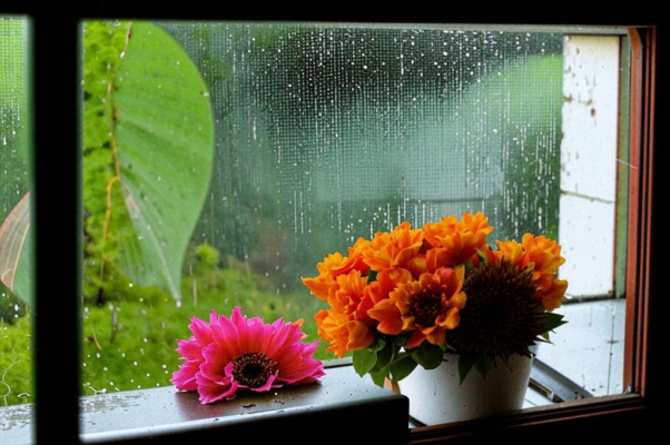 Цветы («В отворенном окне богатого покоя…»)