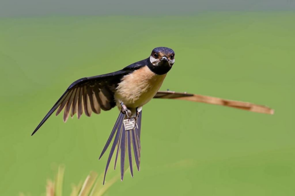 К соловью («Отчего сей свист унылый…»)