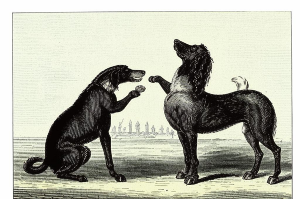 Собака и лошадь