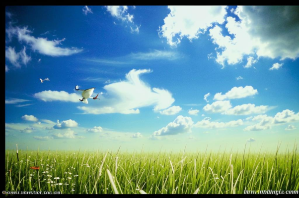 «Две снежинки — залетные поздние гостьи...»