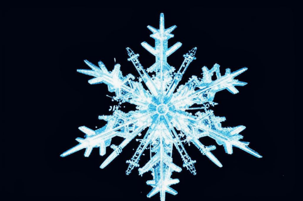 «Добровольческий спелый...»