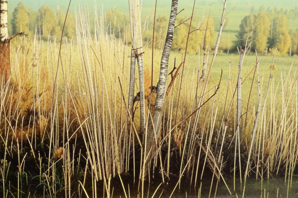 «Лошалиные челки болотной осоки...»