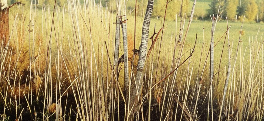 «Лошалиные челки болотной осоки...»