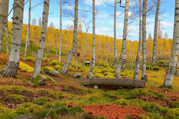 «Мхи Соловок и леса Карел...»