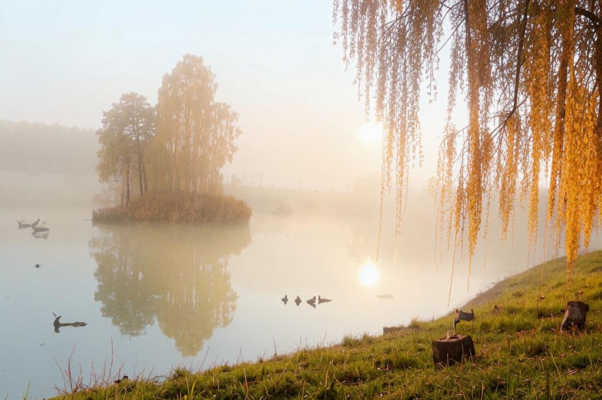 «Нежно осыпается береза...»