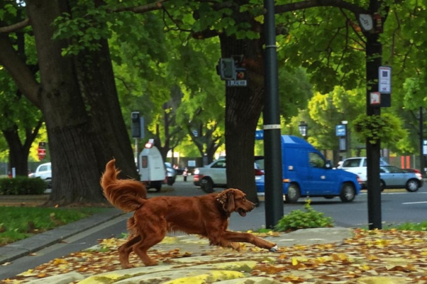 Памяти Ходасевича.