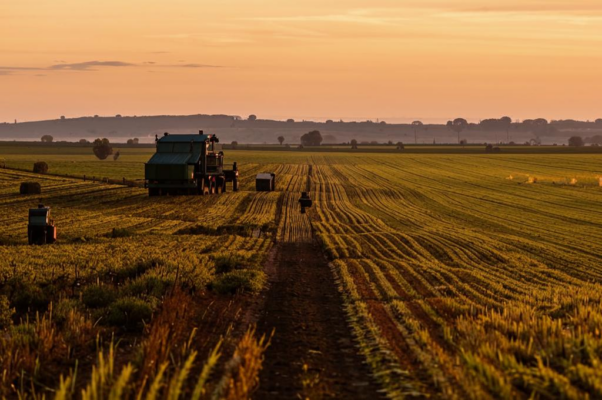 «Зерна желтые осеннего посева...»
