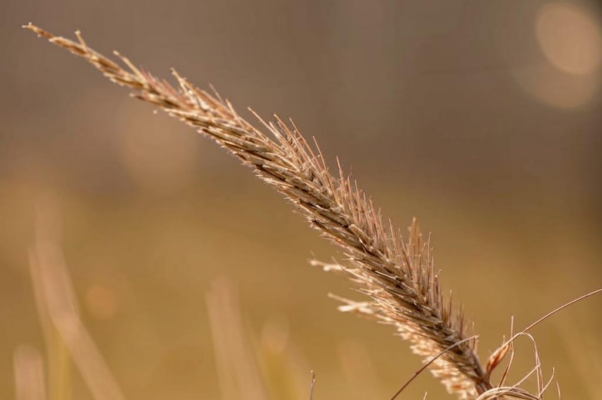 «Тростник в зефире вдохновенья...»