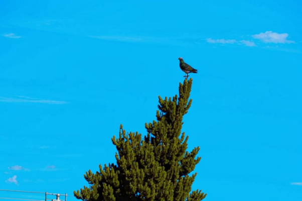 Надежда («Есть птичка рая у меня…»)