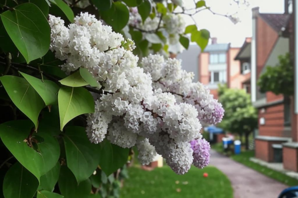 «Сирень расцвела доживали смелее ...»