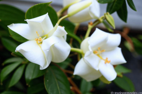 Ветка туберозы