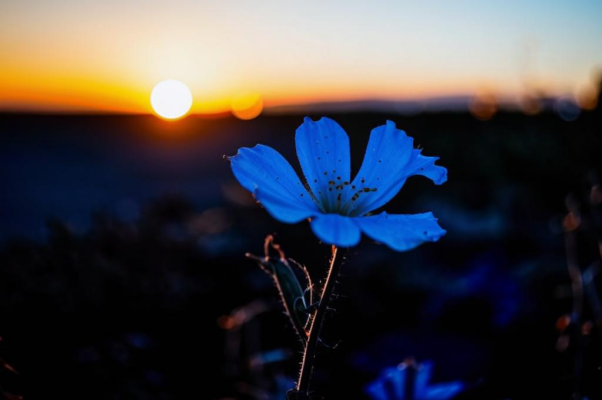 Небесный цветок