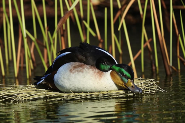 Спящий лебедь