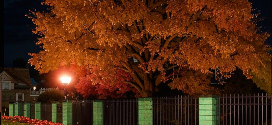 На смерть друга («Тополь встал у забора,/ высокий, рыжебородый…»)