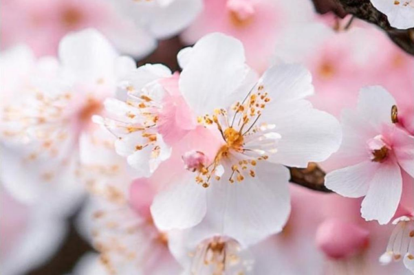 «Скрыпучий с приписью подьячий...»